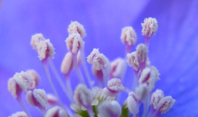 leberblümchen - hepatica nobilis